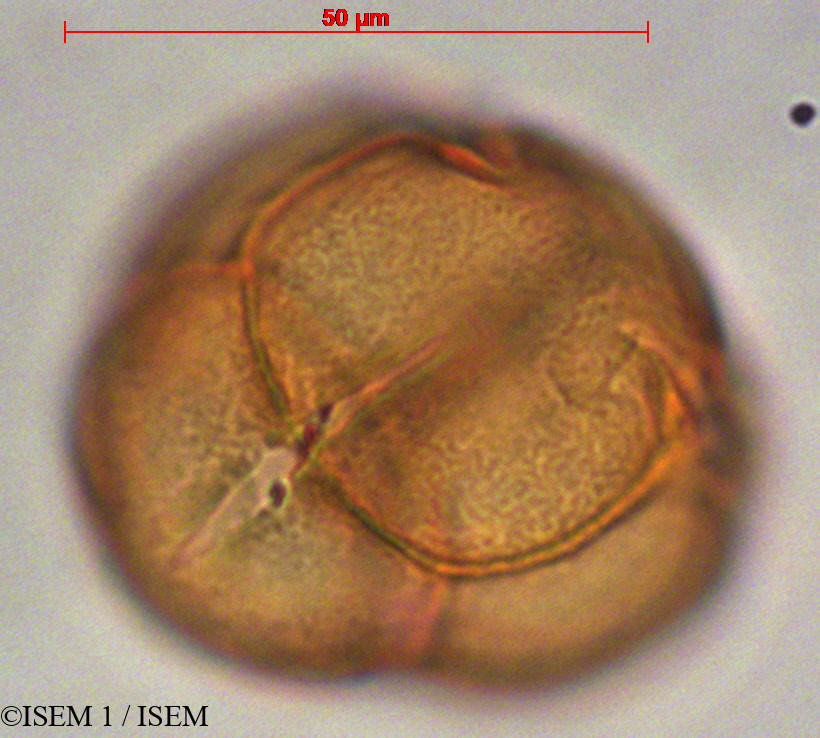 ISEM 1/Gaylussacia_oleifolia_28064/Gaylussacia_oleifolia_28064_0001(copy).jpg